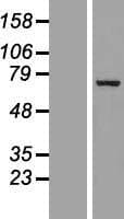 GATAD2B Protein (Over-Expression Lysate Myc-DDK (Flag))