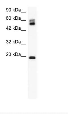 CLDN8 / Claudin 8 Antibody (C-Terminus)