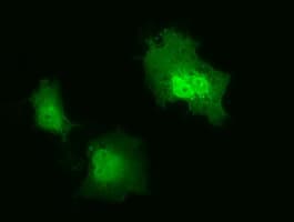 IL36A Antibody (clone OTI1A4)