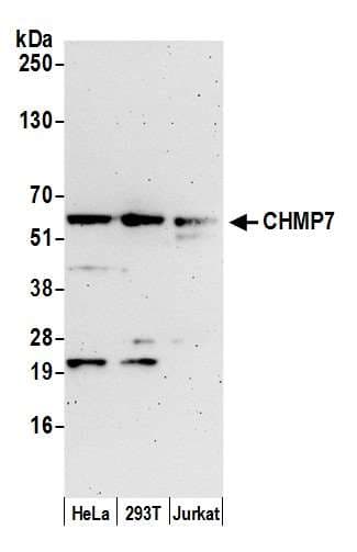 CHMP7 Antibody (aa400-450)