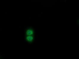 SENP2 Antibody (clone OTI4B3)
