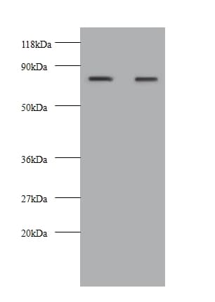 KNG1 / Kininogen / Bradykinin Antibody (FITC)