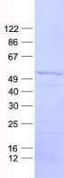 Human STAU2 Protein (Recombinant His, N-Terminal)