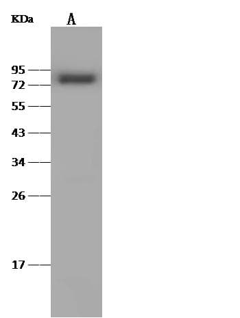DARS2 Antibody (Preservative Free)