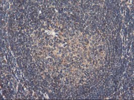RNPEP Antibody (clone OTI3B5)