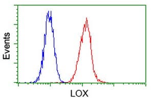 LOX / Lysyl Oxidase Antibody (clone OTI9G6)