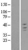 TRIM43 Protein (Over-Expression Lysate Myc-DDK (Flag))