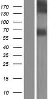 NTN3 / NTN2L Protein (Over-Expression Lysate Myc-DDK (Flag))