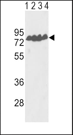 ECE-1 Antibody (aa392-419)