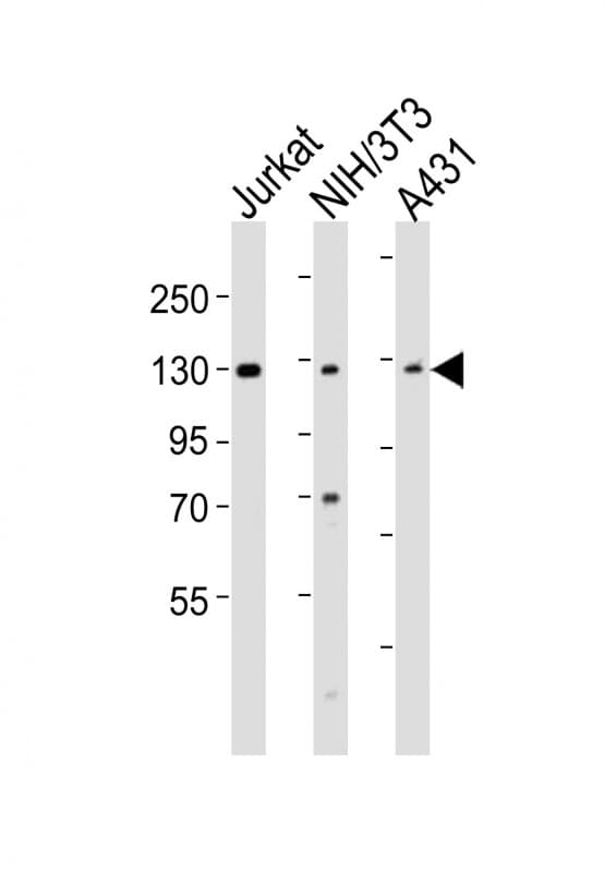HnRNP U Antibody (aa766-800)