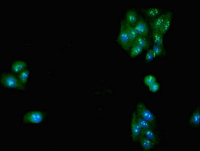 SLC32A1 / VGAT Antibody