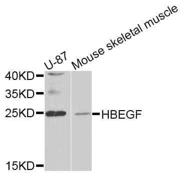 HBEGF / HB EGF Antibody