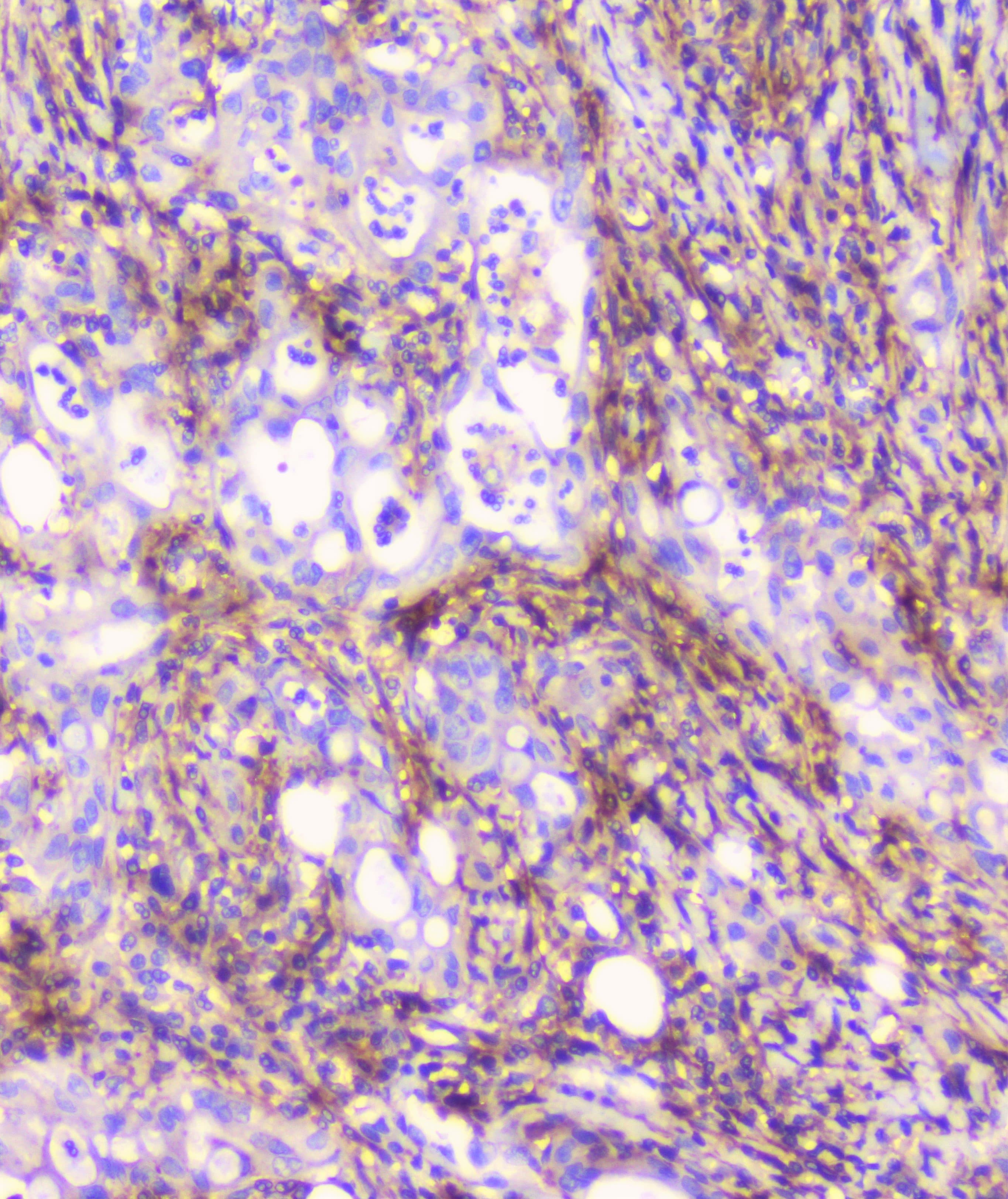 CD32A Antibody