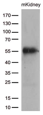 BRUNOL6 / CELF6 Antibody (clone OTI5G3)