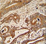 Polyclonal Rabbit anti-Human ETHE1 Antibody (aa103-130, IHC, WB)