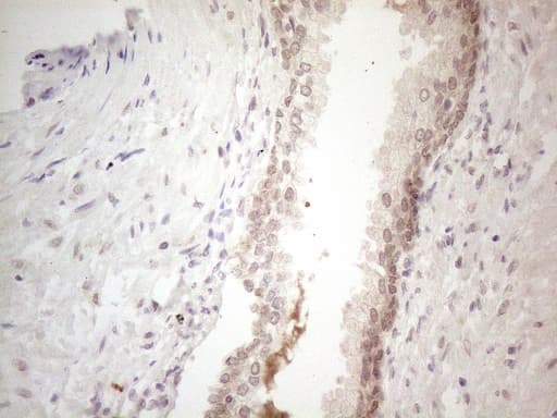 Monoclonal Mouse anti-Human SPATA22 Antibody (clone OTI6H9, IHC, WB)