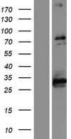 ABLIM1 Protein (Over-Expression Lysate Myc-DDK (Flag))