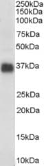 IHC-plus™ CLU / Clusterin Antibody (aa488-501)