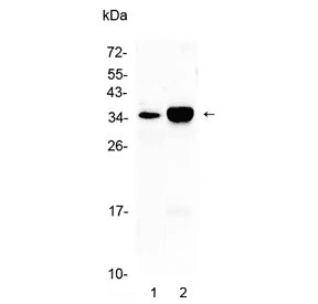 CA4 / Carbonic Anhydrase IV Antibody