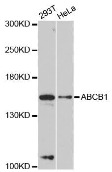 ABCB1 / MDR1 / P Glycoprotein Antibody