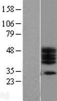 C17orf78 Protein (Over-Expression Lysate Myc-DDK (Flag))