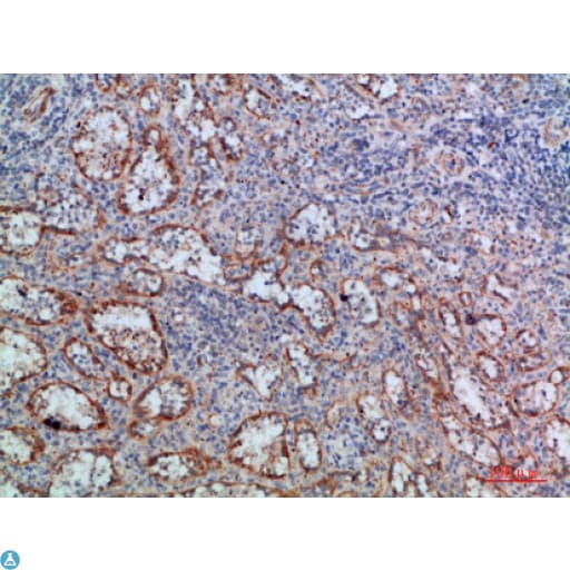 Lymphotoxin-Beta / LTB Antibody