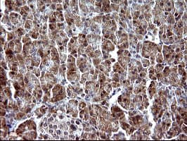 PARVA Antibody (clone OTI1C10)