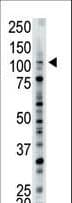 USP15 Antibody (aa151-180)