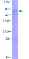 Human NR1I2 / PXR Protein (Recombinant GST)