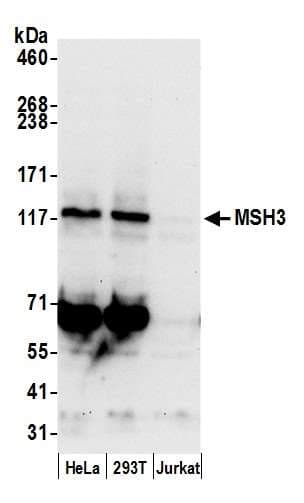 Polyclonal Rabbit anti-Human MSH3 Antibody (aa1087-1137, WB)