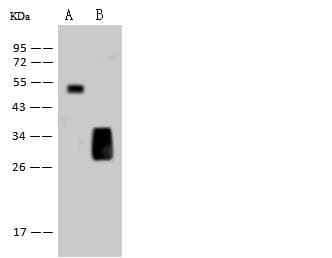 Monoclonal Mouse His Tag Antibody (Preservative Free, HRP, WB)