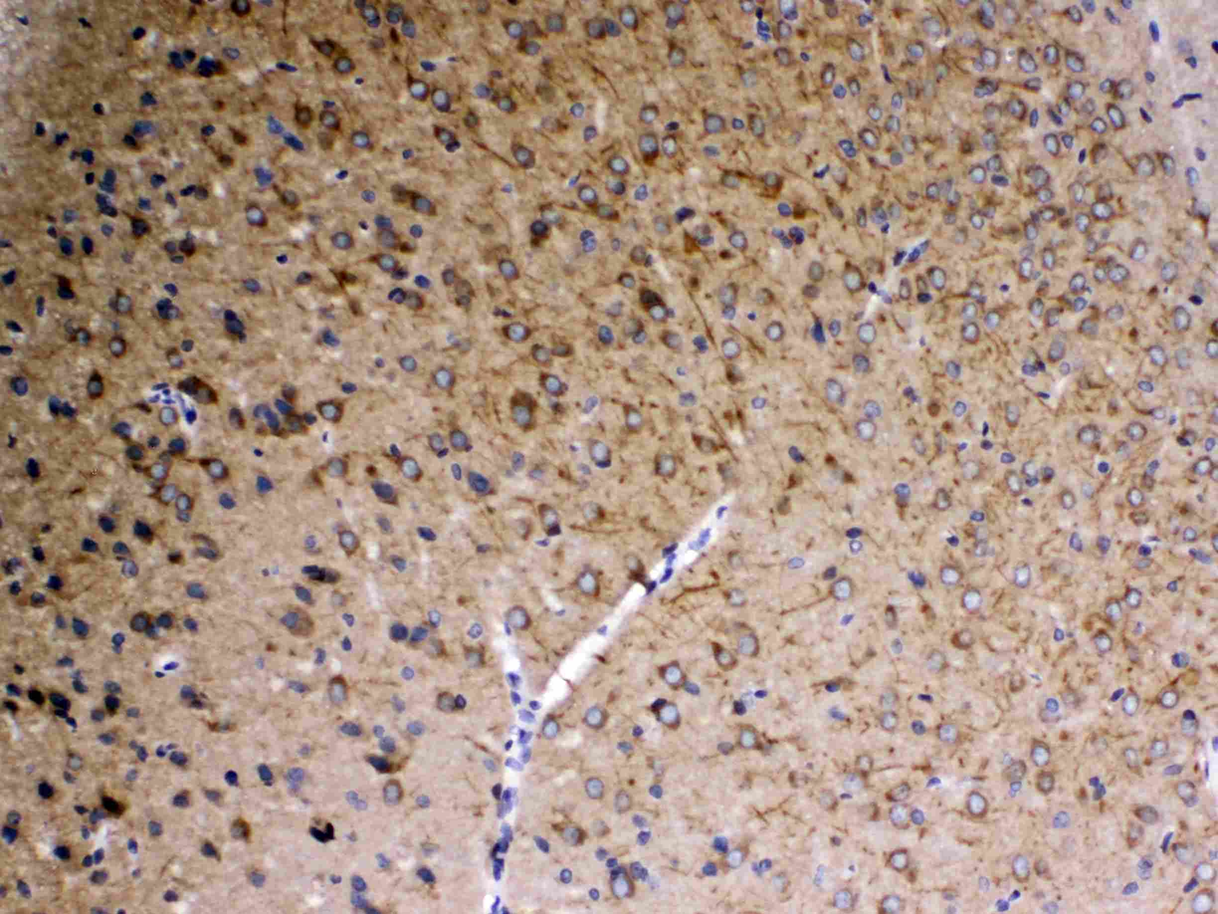 DLG3 / SAP102 Antibody