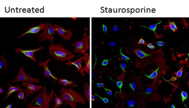 Alpha Tubulin Antibody (Amino Acid: 65-97, clone TU-01)
