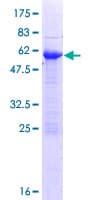 Human ZFAND3 / TEX27 Protein (Recombinant GST)
