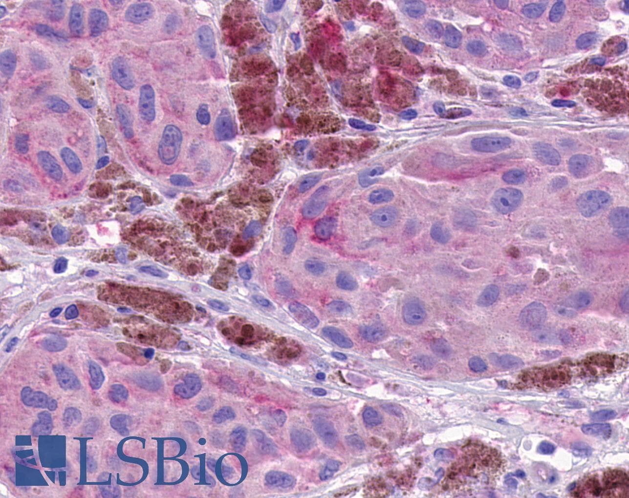 IHC-plus™ NPBWR1 / GPR7 Antibody (Extracellular Domain)