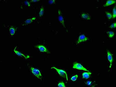 GPR34 Antibody
