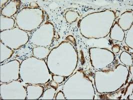 XPNPEP1 / Aminopeptidase P Antibody (clone OTI1E3)