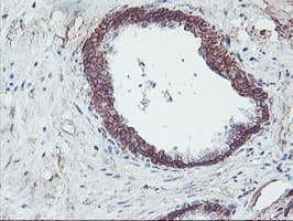 NPTN / SDR1 Antibody (clone OTI3C4, Carrier-free)