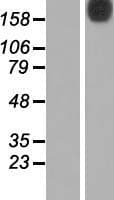 N4BP2 Protein (Over-Expression Lysate Myc-DDK (Flag))