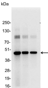 AU1 Tag Antibody