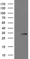 IL-1B / IL-1 Beta Antibody (clone OTI3E1, Carrier-free)