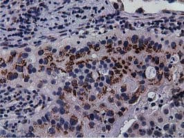 NT5DC1 Antibody (clone OTI2B12)