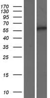 SMOX / PAO Protein (Over-Expression Lysate Myc-DDK (Flag))