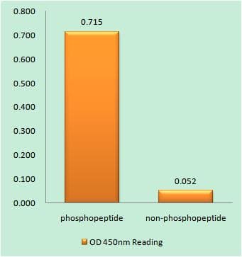 PRKDC / DNA-PKcs Antibody (phospho-Ser2056)