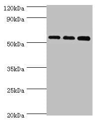 ACSM3 / SAH Antibody (aa387-586)