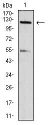 Monoclonal Mouse anti-Mouse IPAF / NLRC4 Antibody (clone 4B7B7, aa525-538, pSer533, IHC, WB)