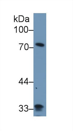 Zyxin Antibody (aa377-523)