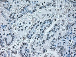IRF3 Antibody (clone OTI5D2)