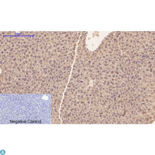 CASP1 / Caspase 1 Antibody