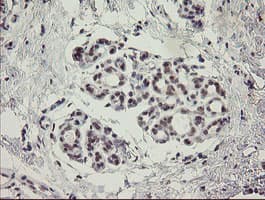 MYNN Antibody (clone OTI1C11)